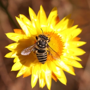 Megachile (Eutricharaea) macularis at Dryandra St Woodland - 7 Nov 2023