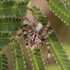 Backobourkia brounii (Broun's orb weaver) at Dryandra St Woodland - 7 Nov 2023 by ConBoekel