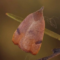 Tortricopsis uncinella (A concealer moth) at Dryandra St Woodland - 7 Nov 2023 by ConBoekel