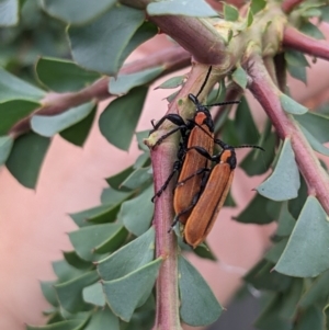 Rhinotia haemoptera at Albury - 7 Nov 2023