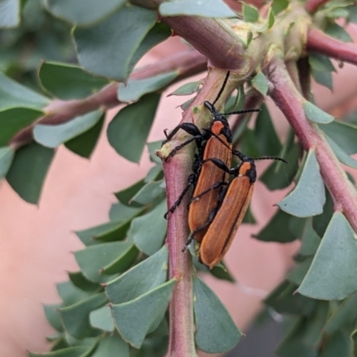 Rhinotia haemoptera (Lycid-mimic belid weevil, Slender Red Weevil) at Thurgoona, NSW - 7 Nov 2023 by ChrisAllen