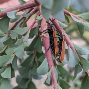 Rhinotia haemoptera at Albury - 7 Nov 2023