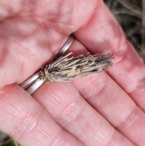 Psychidae (family) IMMATURE at QPRC LGA - 7 Nov 2023 02:00 PM