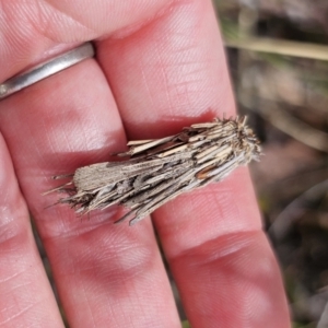 Psychidae (family) IMMATURE at QPRC LGA - 7 Nov 2023