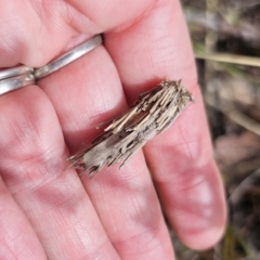 Psychidae (family) IMMATURE at QPRC LGA - 7 Nov 2023 02:00 PM