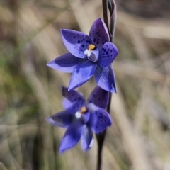 Thelymitra x truncata (Truncate Sun Orchid) at Captains Flat, NSW - 7 Nov 2023 by Csteele4