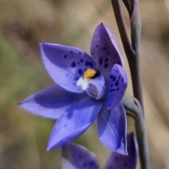 Thelymitra x truncata at QPRC LGA - suppressed