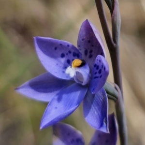 Thelymitra x truncata at QPRC LGA - 7 Nov 2023