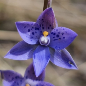 Thelymitra x truncata at QPRC LGA - 7 Nov 2023