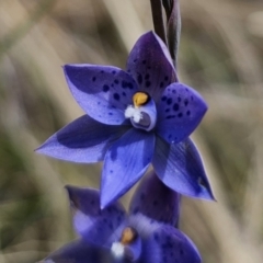 Thelymitra x truncata at QPRC LGA - 7 Nov 2023