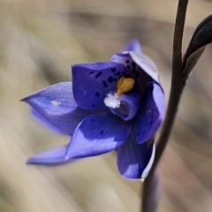 Thelymitra x truncata at QPRC LGA - 7 Nov 2023