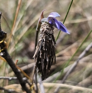 Lomera (genus) at QPRC LGA - 7 Nov 2023 02:09 PM