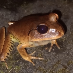 Mixophyes fasciolatus at New Italy, NSW - 7 Nov 2023 07:54 PM