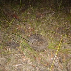 Tachyglossus aculeatus (Short-beaked Echidna) at New Italy, NSW - 7 Nov 2023 by poszum