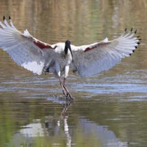 Threskiornis molucca at Evatt, ACT - 7 Nov 2023 09:20 AM