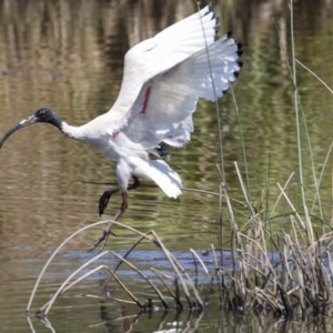 Threskiornis molucca at Evatt, ACT - 7 Nov 2023 09:20 AM