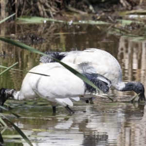 Threskiornis molucca at Evatt, ACT - 7 Nov 2023