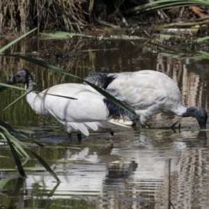 Threskiornis molucca at Evatt, ACT - 7 Nov 2023 09:20 AM