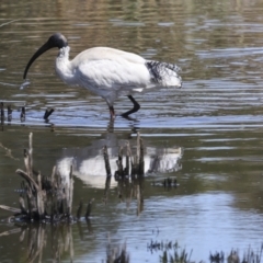 Threskiornis molucca at Evatt, ACT - 7 Nov 2023