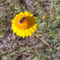 Lasioglossum (Chilalictus) lanarium (Halictid bee) at Croke Place Grassland (CPG) - 6 Nov 2023 by abread111