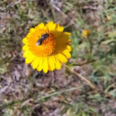 Lasioglossum (Chilalictus) lanarium (Halictid bee) at Croke Place Grassland (CPG) - 6 Nov 2023 by abread111