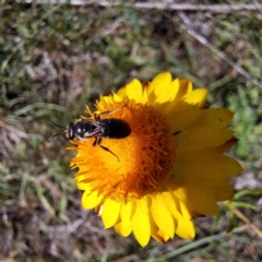 Lasioglossum (Chilalictus) lanarium at Croke Place Grassland (CPG) - 6 Nov 2023 03:18 PM