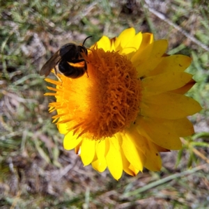 Lasioglossum (Chilalictus) lanarium at Croke Place Grassland (CPG) - 6 Nov 2023 03:18 PM