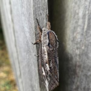 Endoxyla lituratus at QPRC LGA - 7 Nov 2023