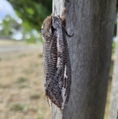 Endoxyla lituratus at QPRC LGA - 7 Nov 2023