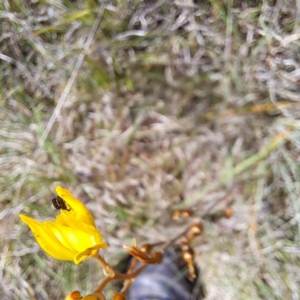 Dasytinae (subfamily) at Croke Place Grassland (CPG) - 6 Nov 2023 03:10 PM