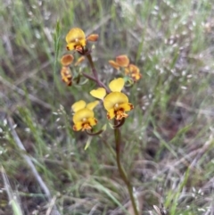 Diuris semilunulata (Late Leopard Orchid) at Rendezvous Creek, ACT - 7 Nov 2023 by nath_kay
