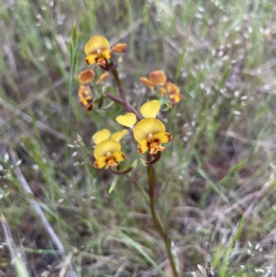 Diuris semilunulata (Late Leopard Orchid) at Rendezvous Creek, ACT - 7 Nov 2023 by nath_kay