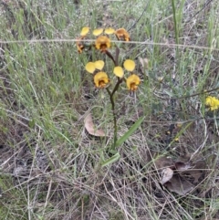 Diuris semilunulata at Namadgi National Park - 7 Nov 2023