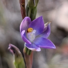 Thelymitra brevifolia (Short-leaf Sun Orchid) at Captains Flat, NSW - 7 Nov 2023 by Csteele4