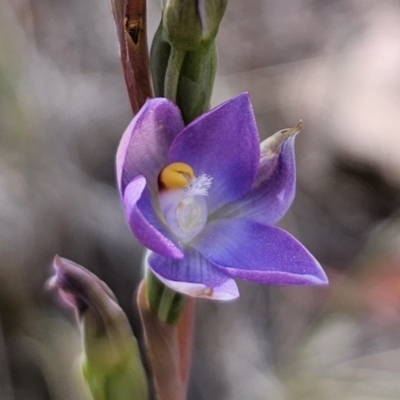 Thelymitra brevifolia (Short-leaf Sun Orchid) at Captains Flat, NSW - 7 Nov 2023 by Csteele4