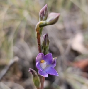 Thelymitra brevifolia at QPRC LGA - 7 Nov 2023