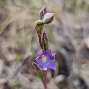 Thelymitra brevifolia at QPRC LGA - 7 Nov 2023