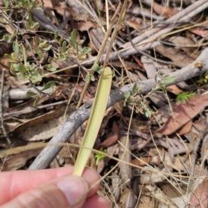 Thelymitra brevifolia at QPRC LGA - 7 Nov 2023