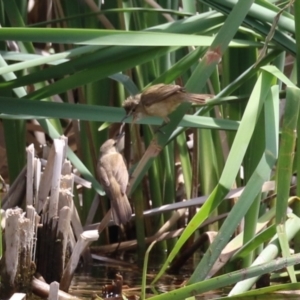 Acrocephalus australis at Gordon Pond - 7 Nov 2023