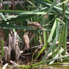 Acrocephalus australis at Gordon Pond - 7 Nov 2023