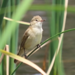 Acrocephalus australis at Gordon Pond - 7 Nov 2023 01:06 PM