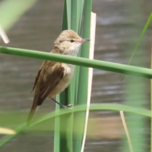 Acrocephalus australis at Gordon Pond - 7 Nov 2023