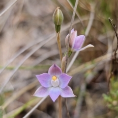 Thelymitra sp. (pauciflora complex) (Sun Orchid) at Captains Flat, NSW - 7 Nov 2023 by Csteele4