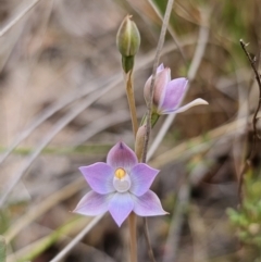 Thelymitra sp. (pauciflora complex) (Sun Orchid) at QPRC LGA - 7 Nov 2023 by Csteele4