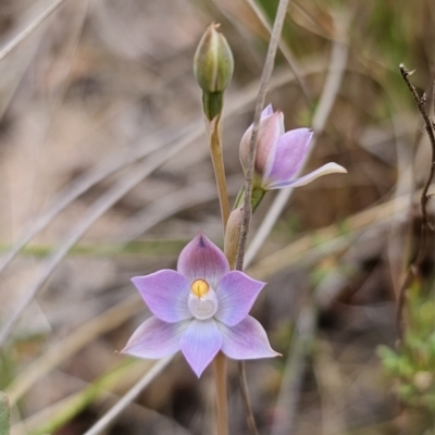 Thelymitra sp. (pauciflora complex) (Sun Orchid) at QPRC LGA - 7 Nov 2023 by Csteele4