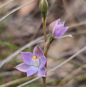 Thelymitra sp. (pauciflora complex) at QPRC LGA - 7 Nov 2023