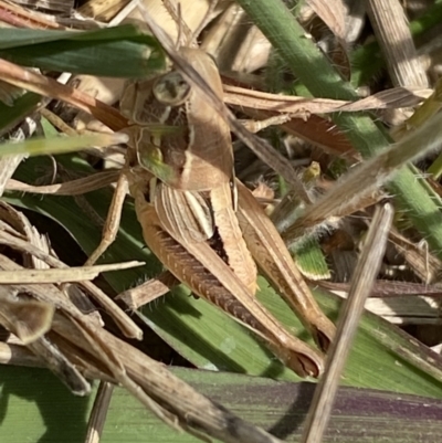 Praxibulus sp. (genus) (A grasshopper) at Weston, ACT - 7 Nov 2023 by SteveBorkowskis