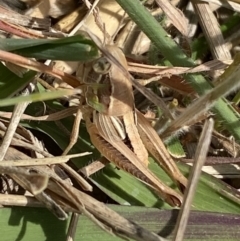 Praxibulus sp. (genus) at Weston, ACT - 7 Nov 2023