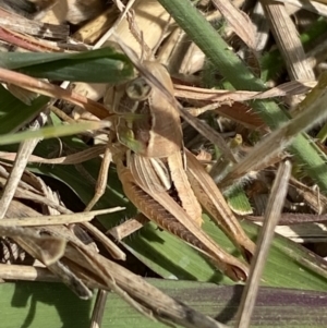 Praxibulus sp. (genus) at Weston, ACT - 7 Nov 2023