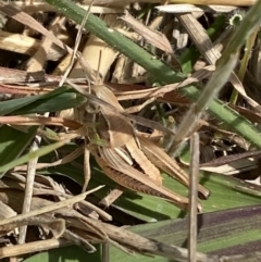 Praxibulus sp. (genus) at Weston, ACT - 7 Nov 2023